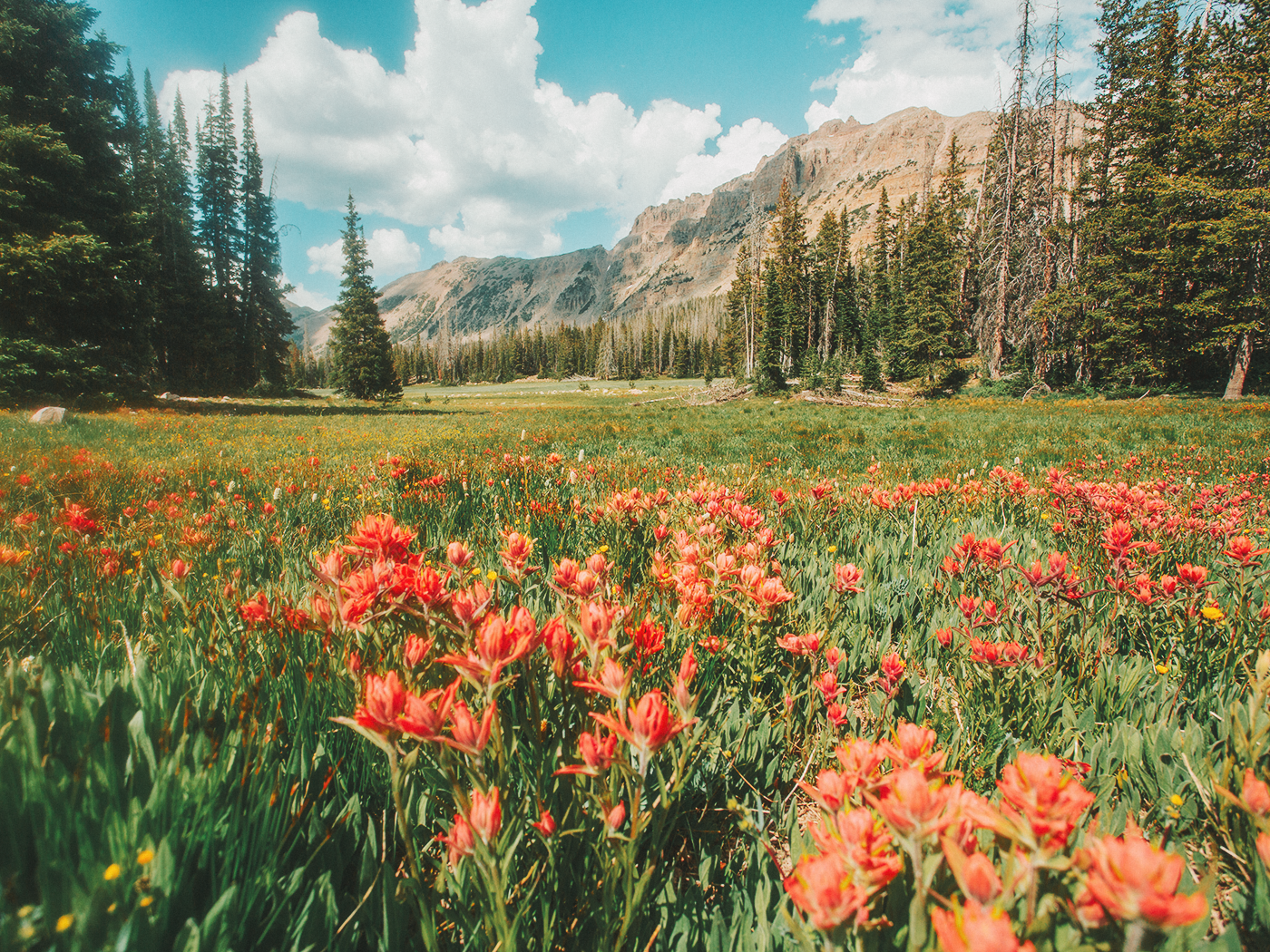 uinta_wilderness_2Z7A2455.png
