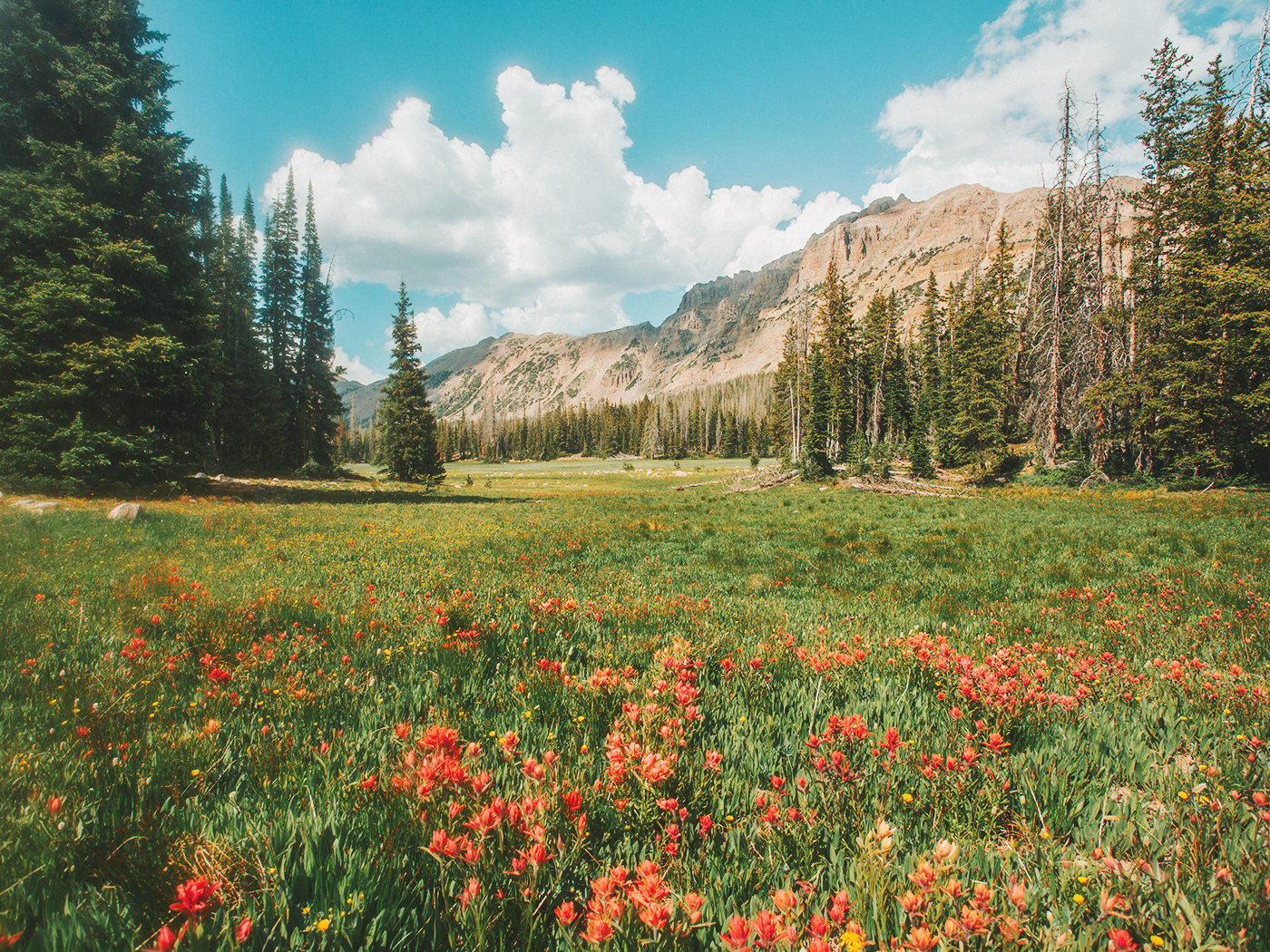 uinta_wilderness_2Z7A2462.png