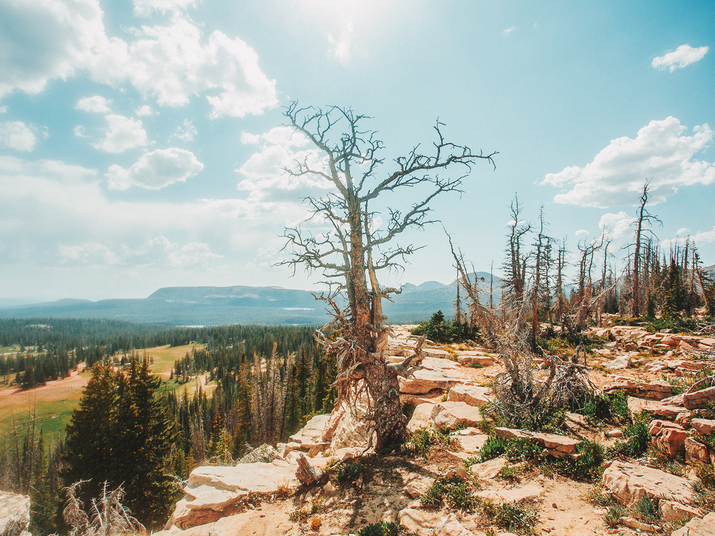 uinta_wilderness_2Z7A2558.png