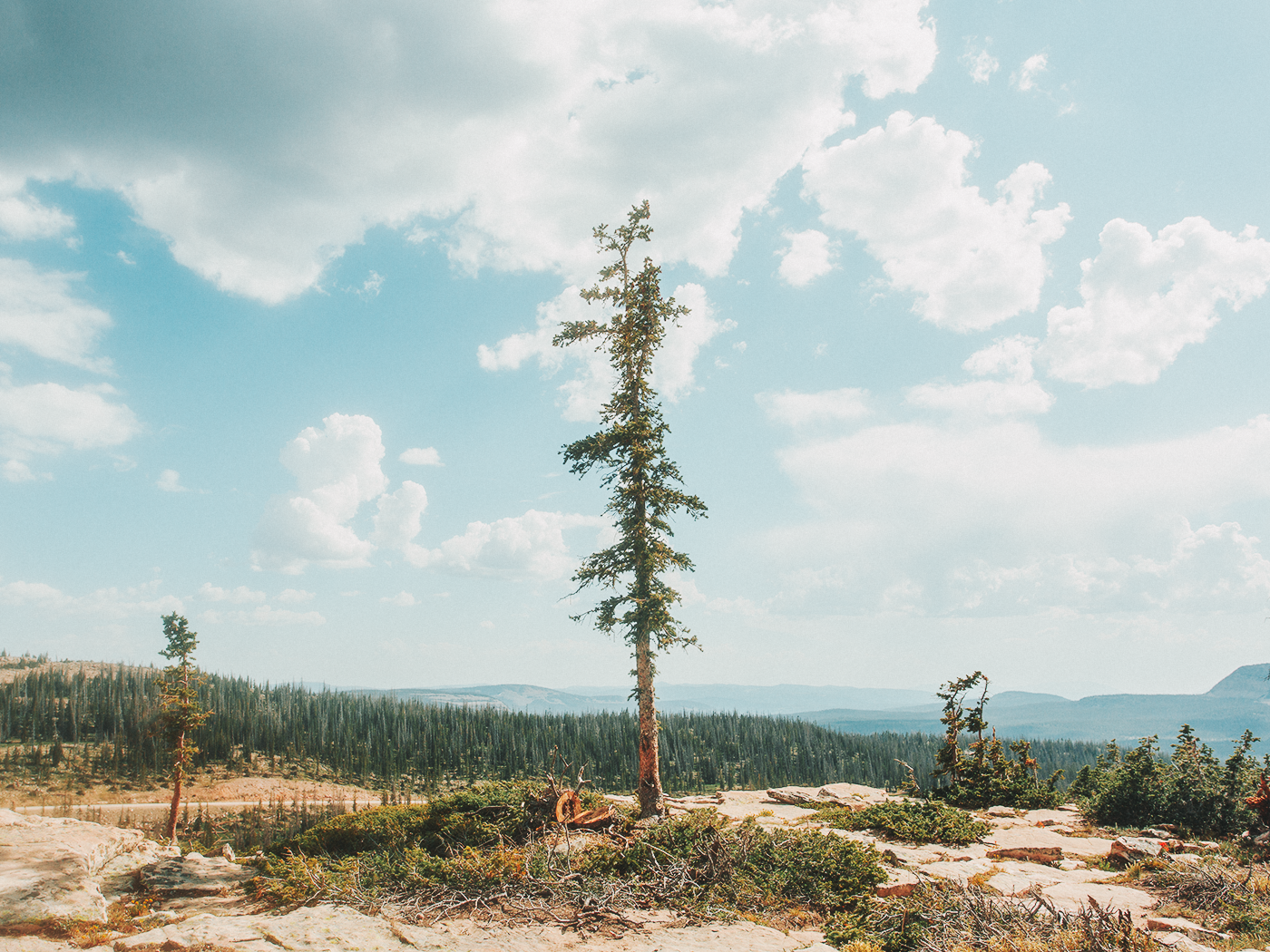 uinta_wilderness_2Z7A2565.png