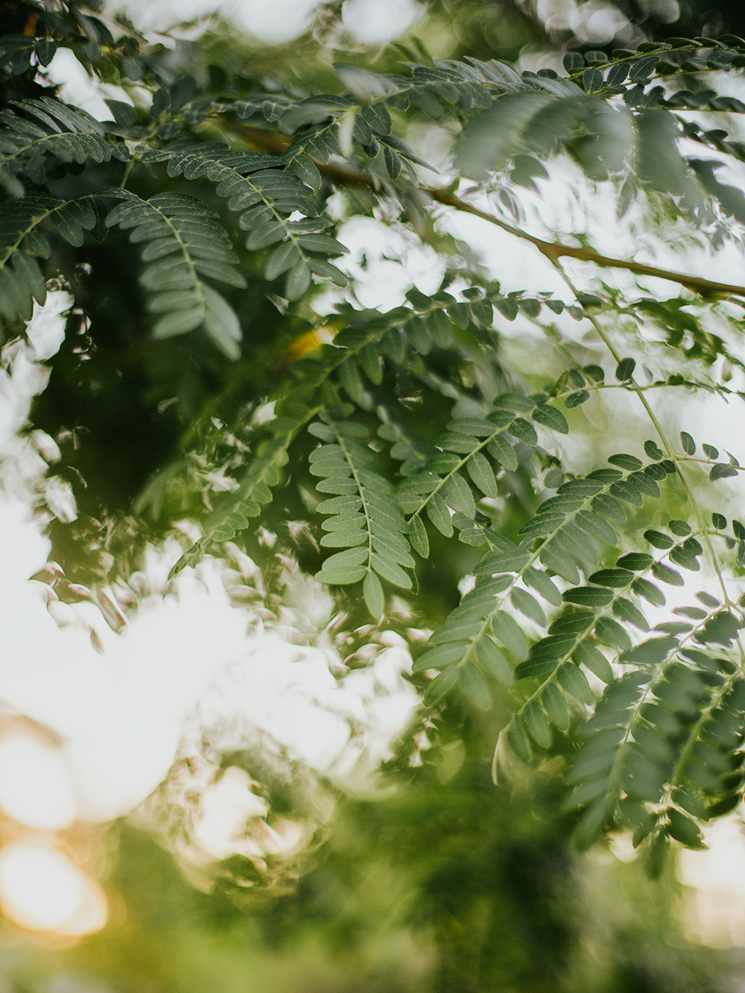 summer_greens_2Z7A4591.png