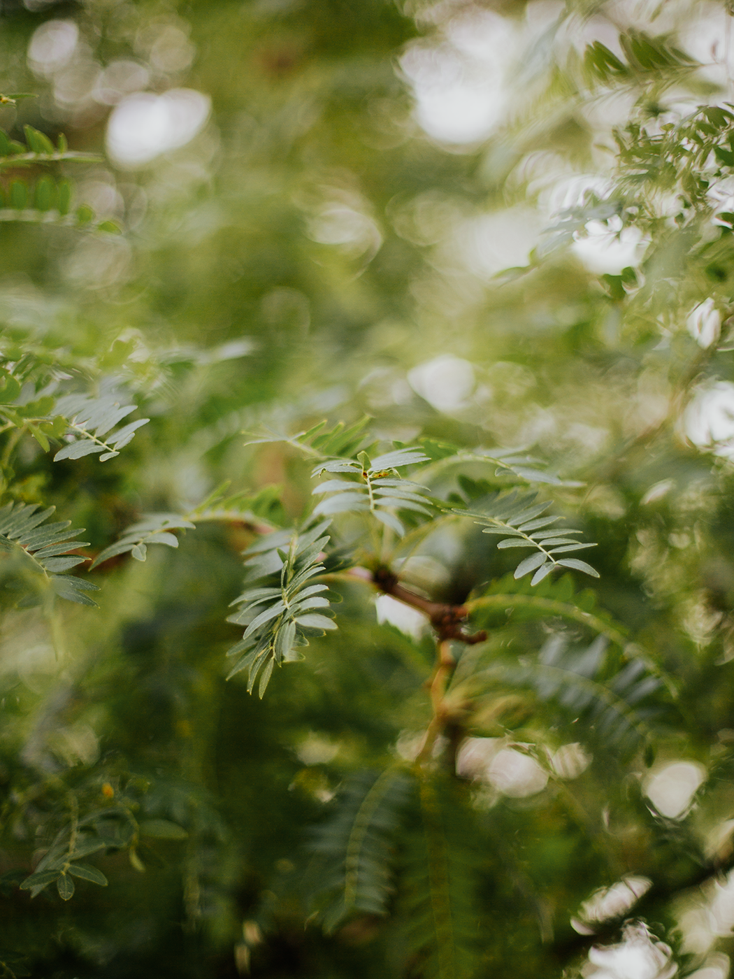 summer_greens_2Z7A4608.png