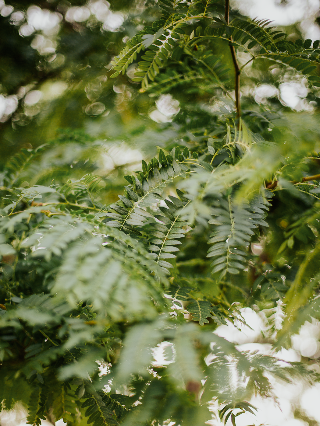 summer_greens_2Z7A4623.png