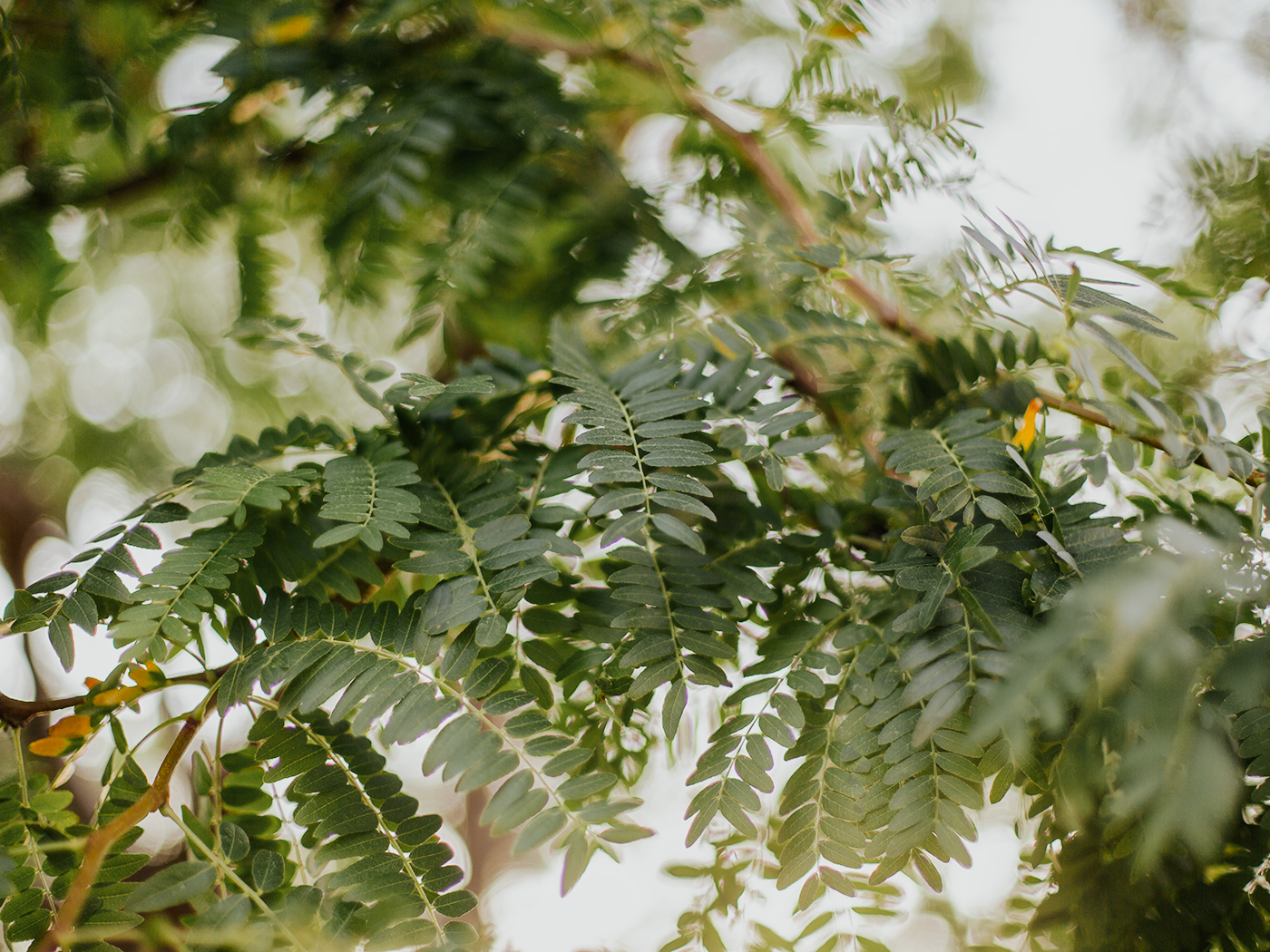 summer_greens_2Z7A4609.png