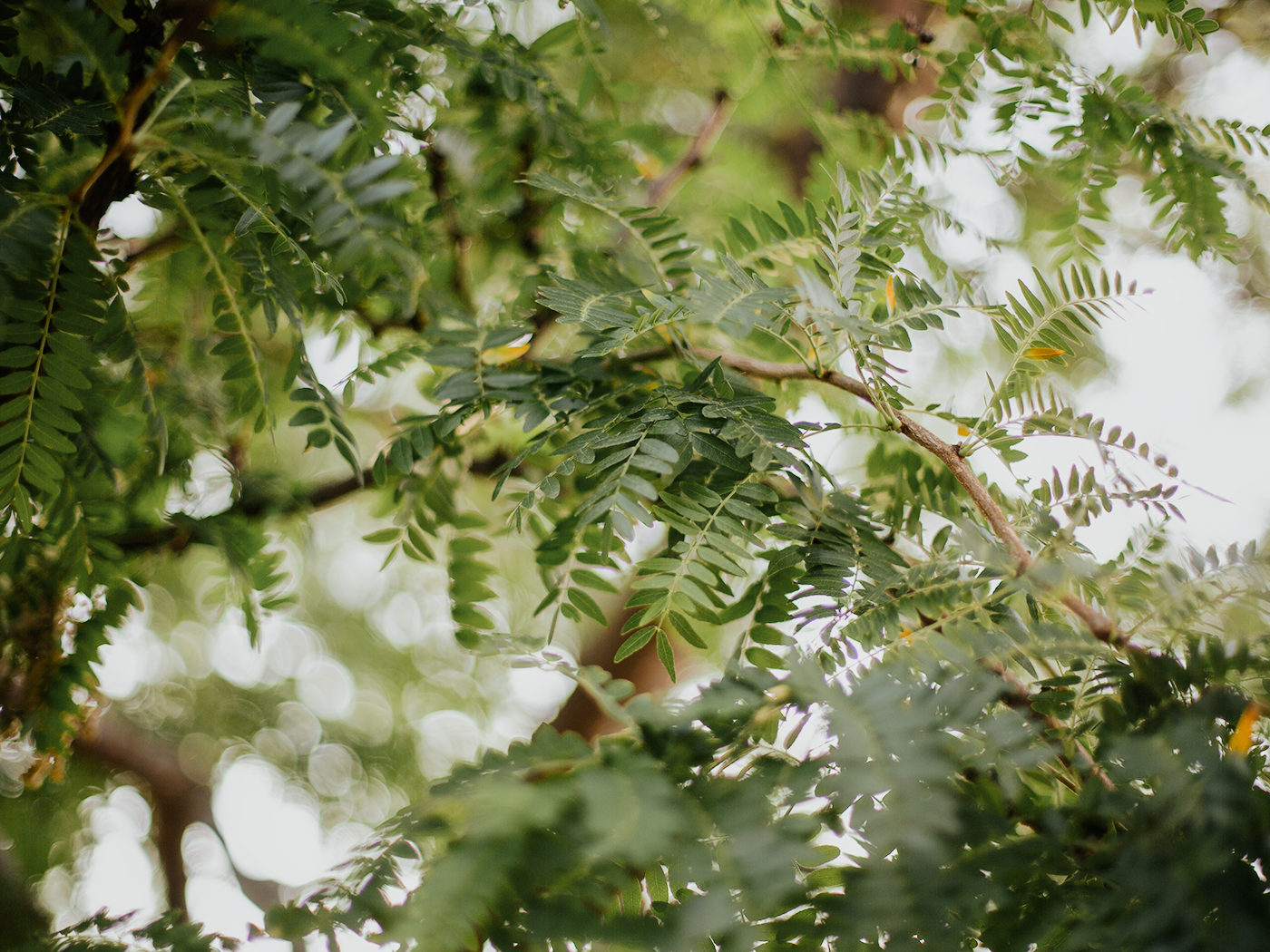 summer_greens_2Z7A4599.png