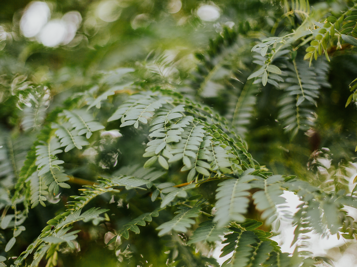 summer_greens_2Z7A4620.png