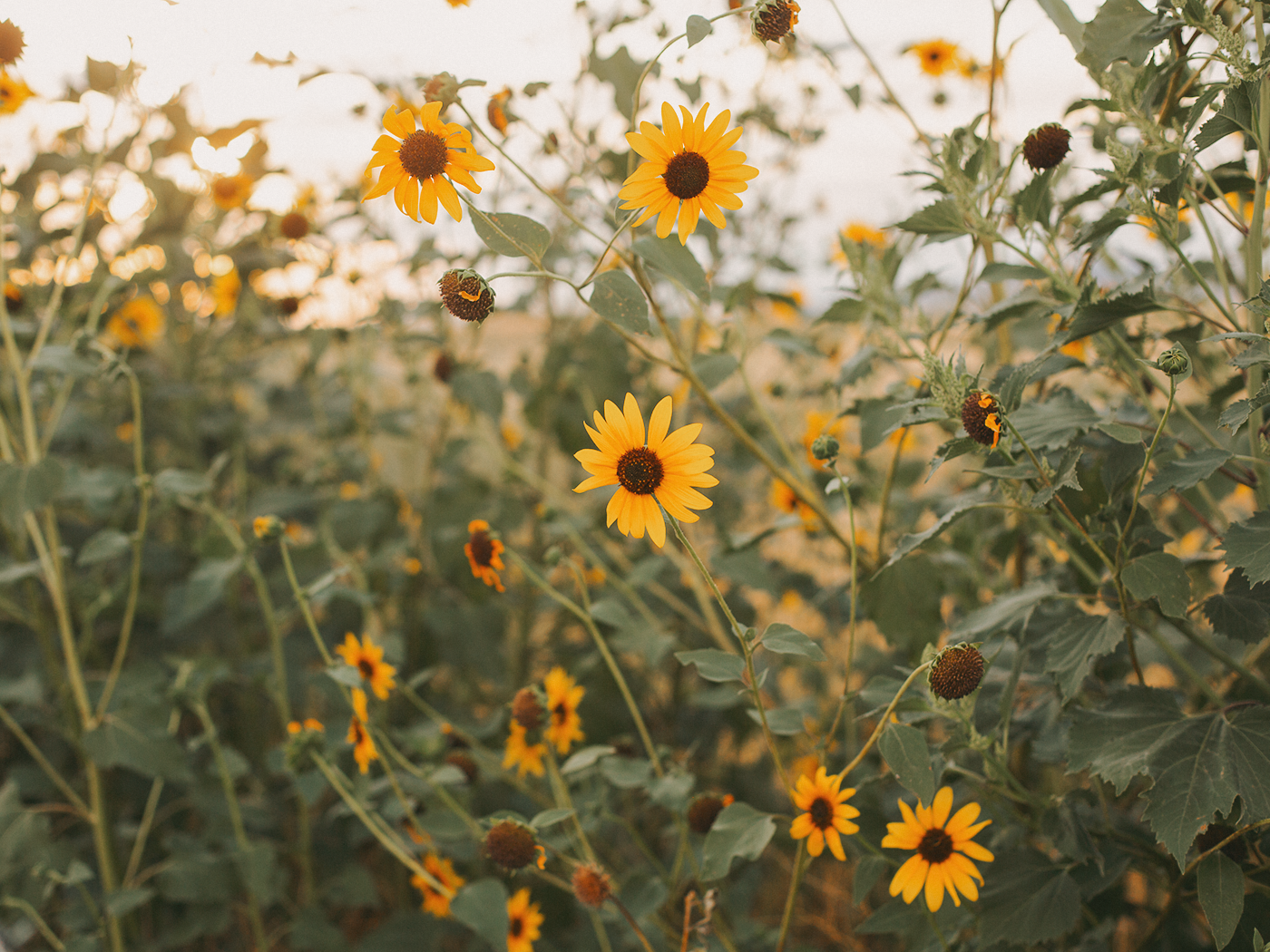 wild_sunflowers_01_2Z7A4961.png