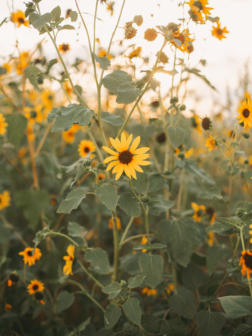 wild_sunflowers_01_2Z7A4976.png