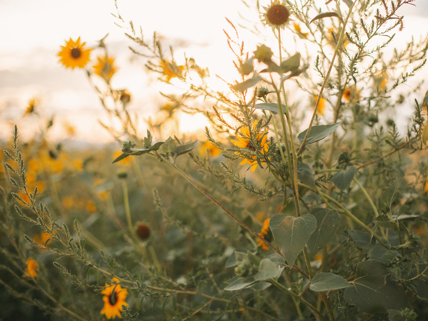 wild_sunflowers_01_2Z7A5013.png