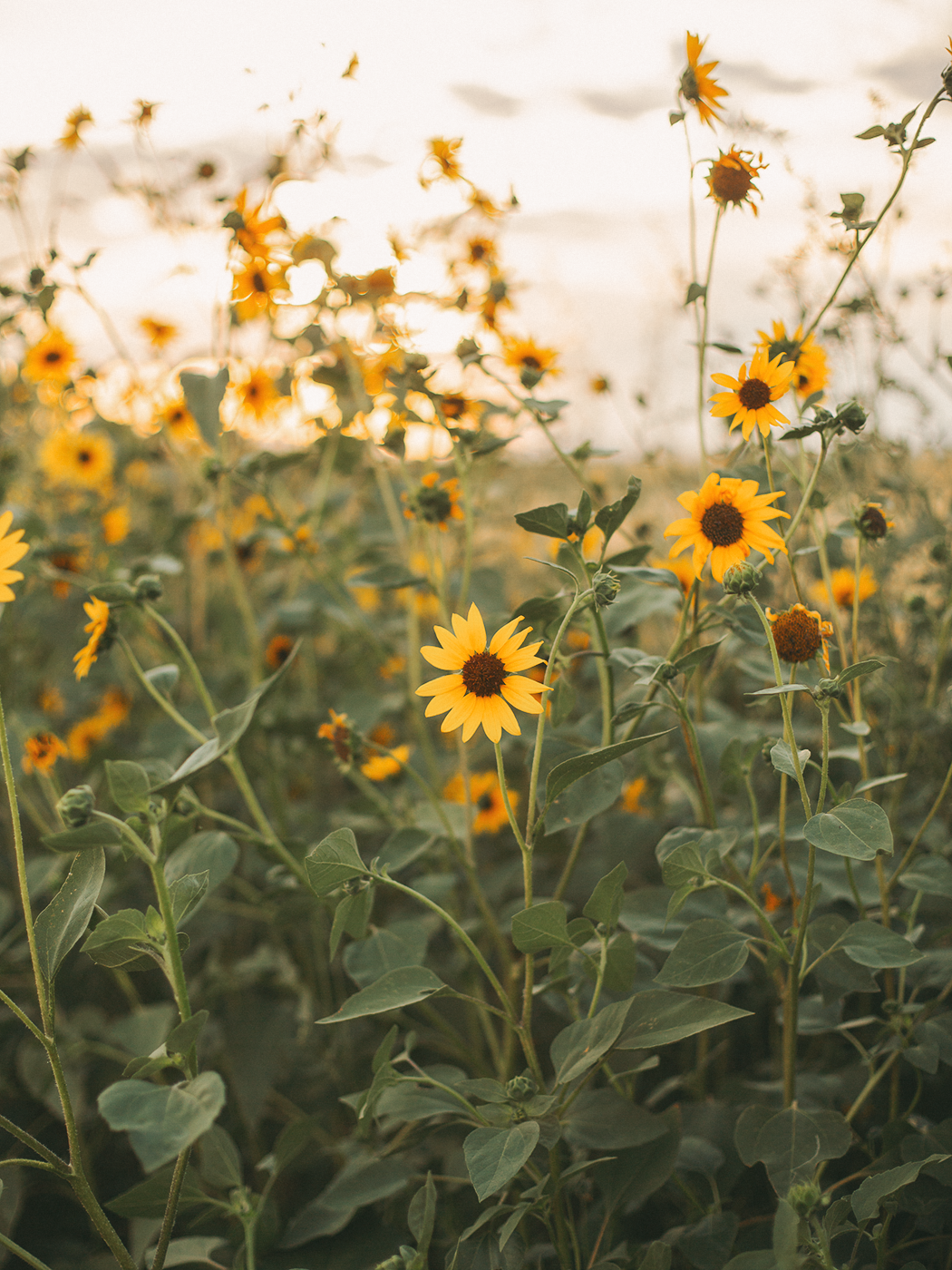 wild_sunflowers_01_2Z7A5025.png