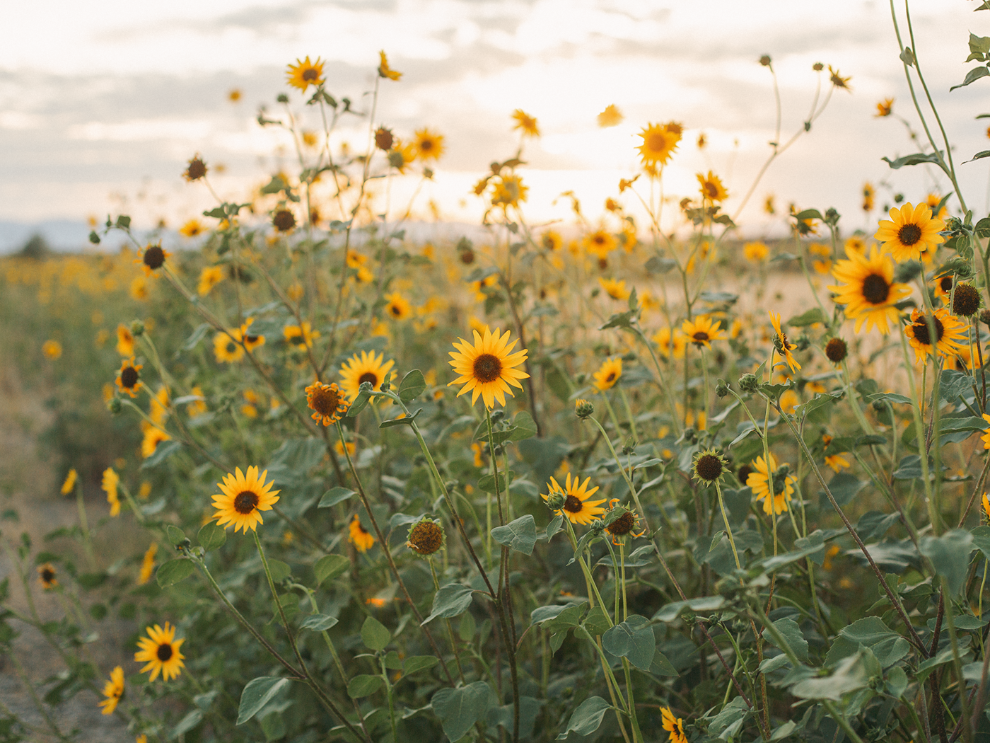 wild_sunflowers_01_2Z7A5068.png