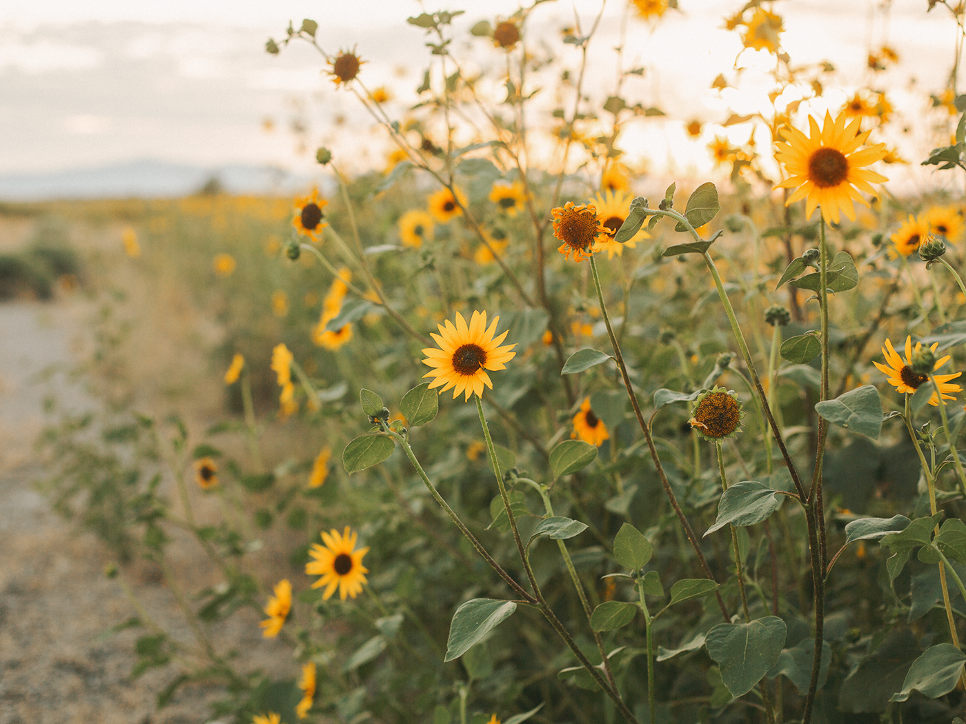 wild_sunflowers_01_2Z7A5072.png