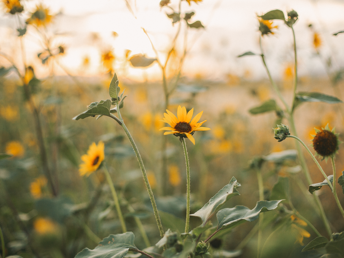 wild_sunflowers_01_2Z7A5093.png