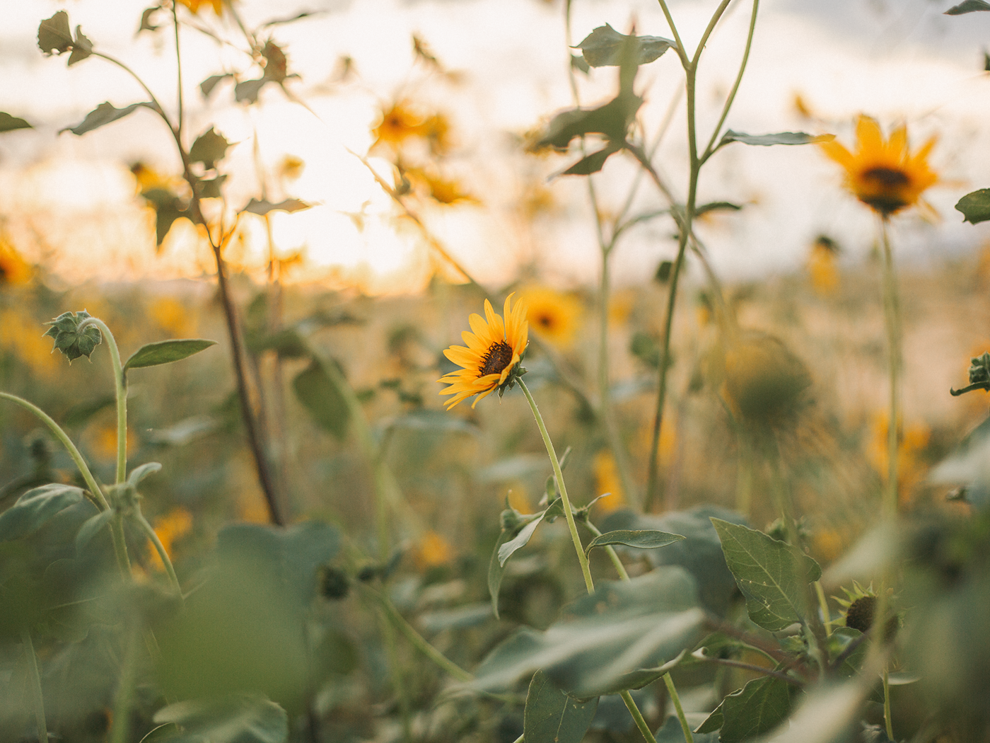 wild_sunflowers_01_2Z7A5097.png