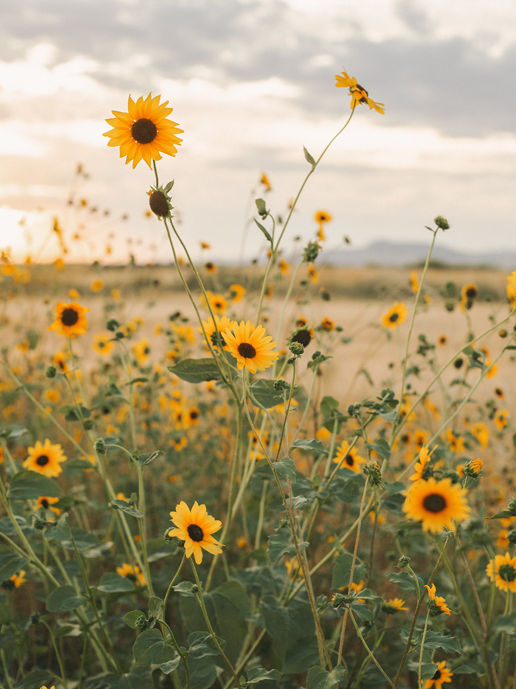 wild_sunflowers_01_2Z7A5109.png