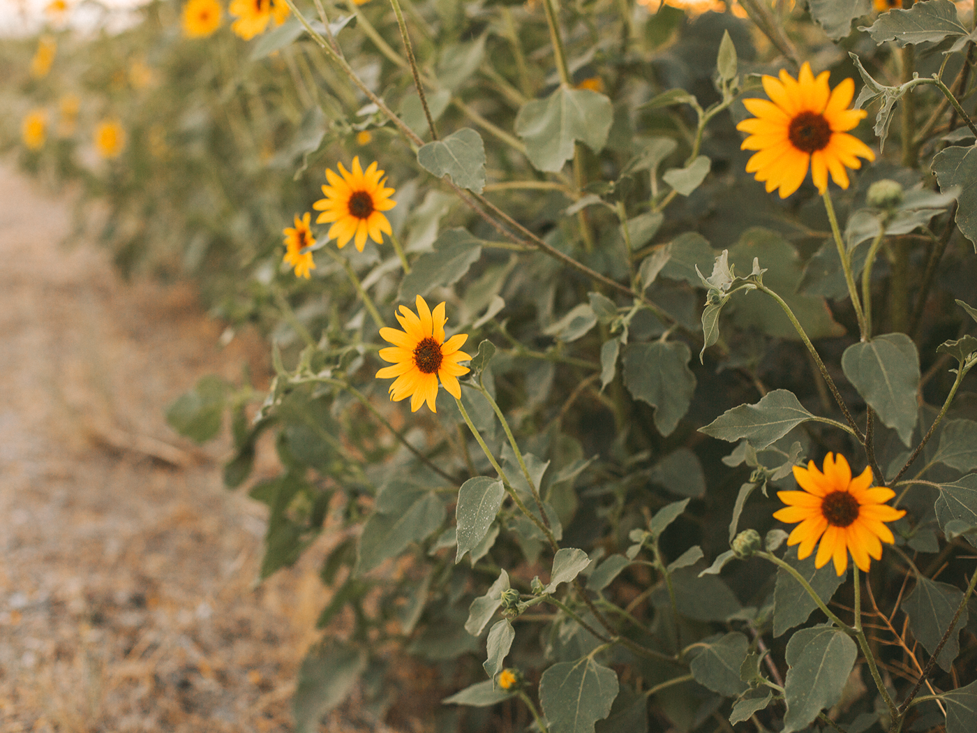 wild_sunflowers_01_2Z7A5127.png