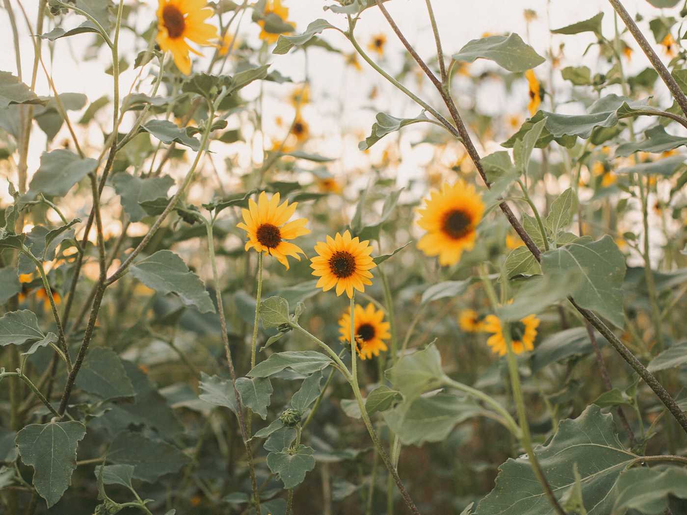 wild_sunflowers_01_2Z7A5128.png