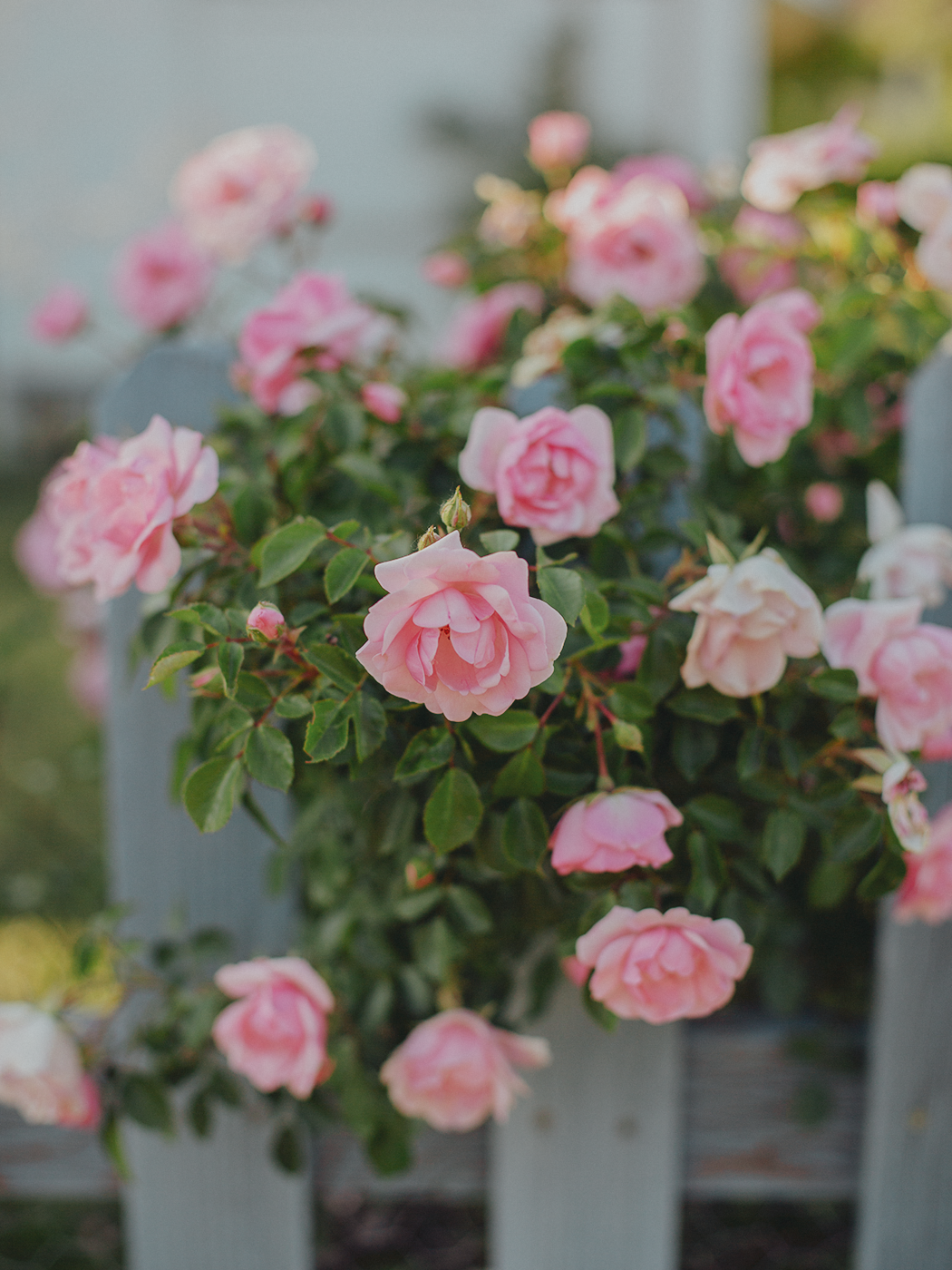 summer_roses_2Z7A8976.png