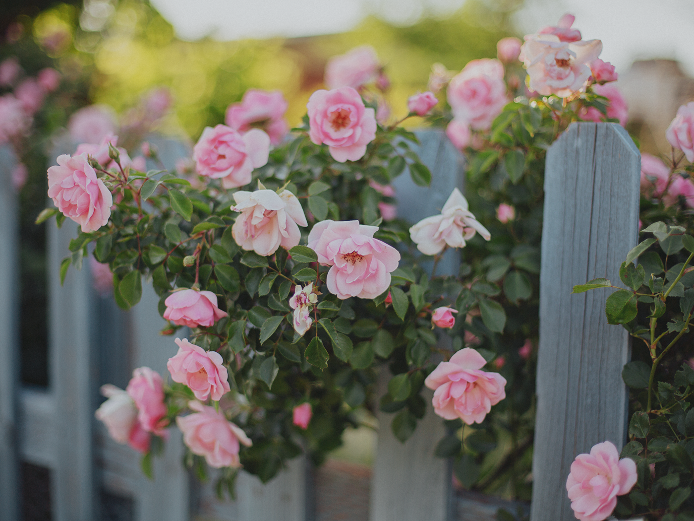 summer_roses_2Z7A8990.png