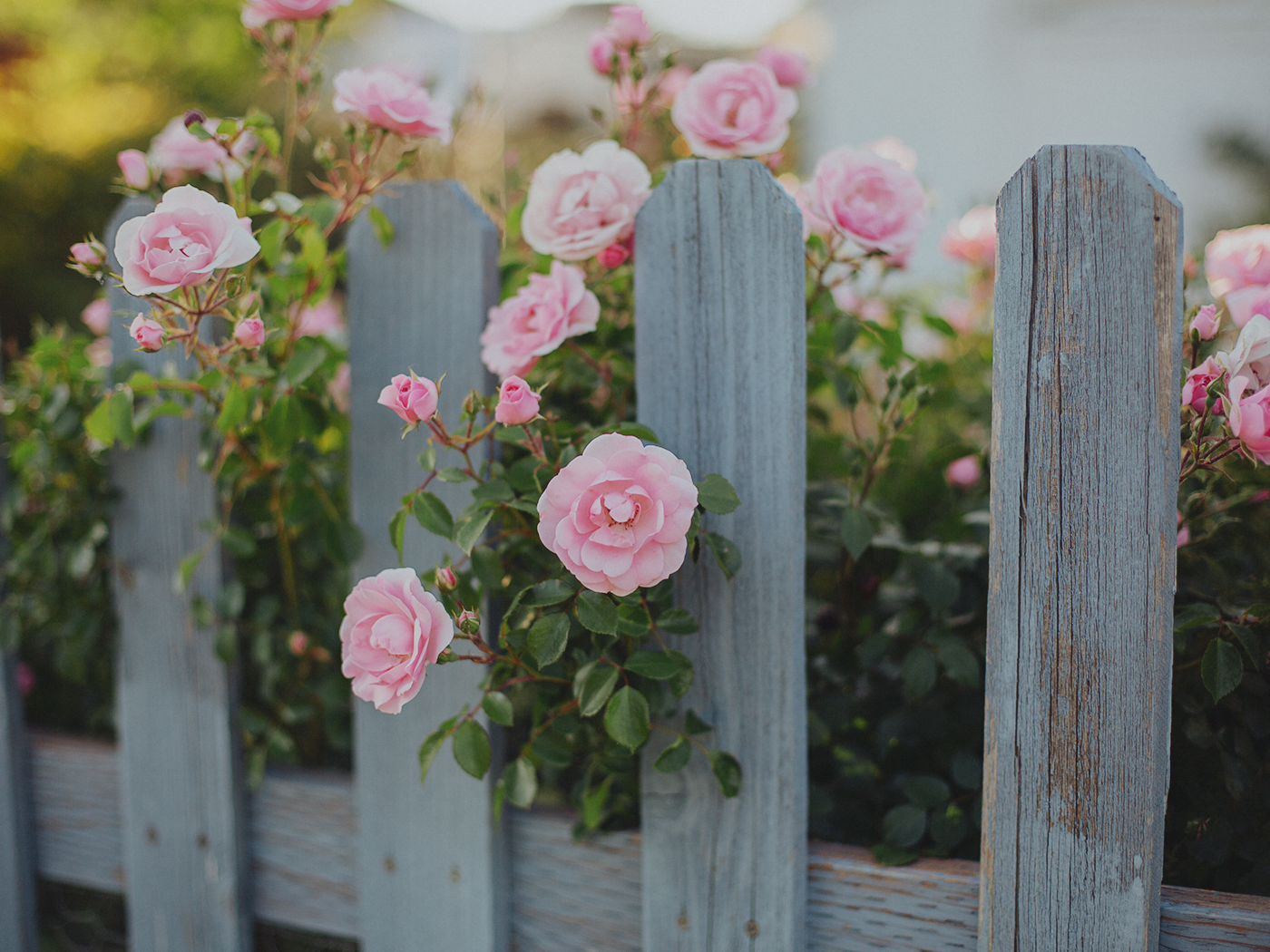 summer_roses_2Z7A8995.png