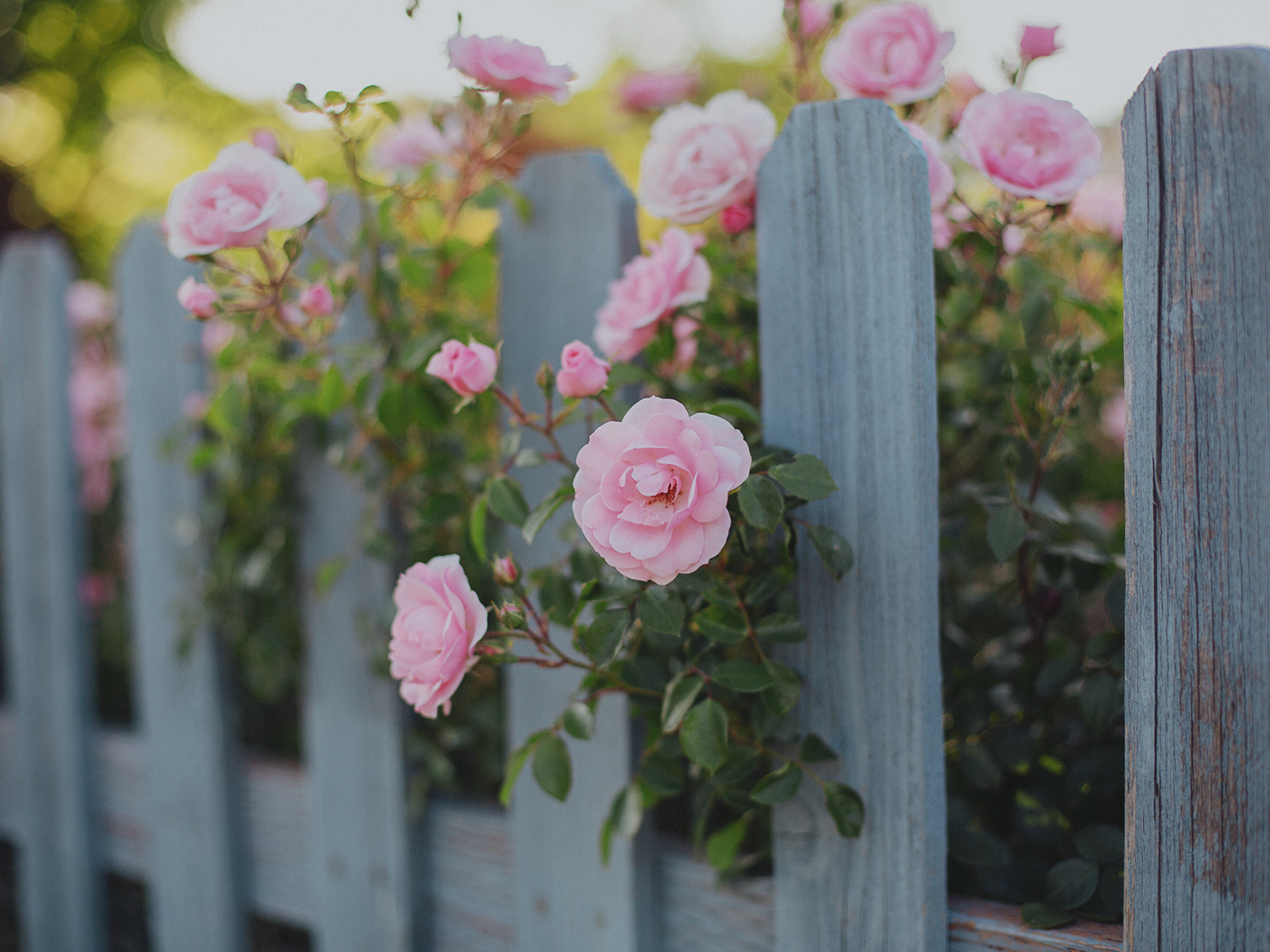 summer_roses_2Z7A8999.png