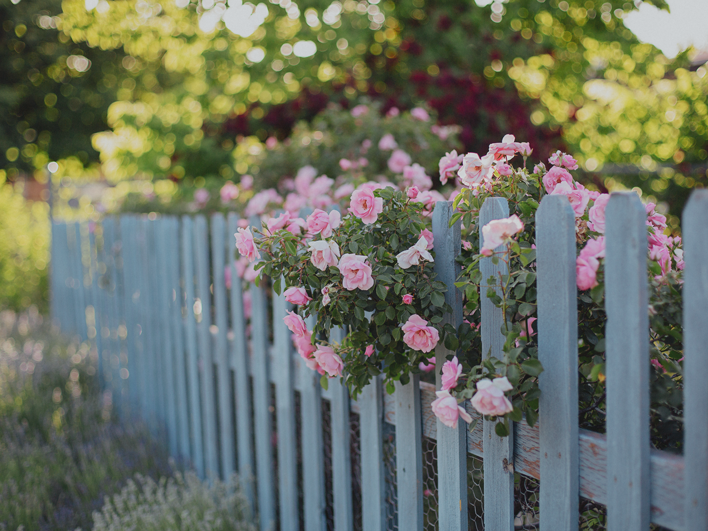 summer_roses_2Z7A9000.png