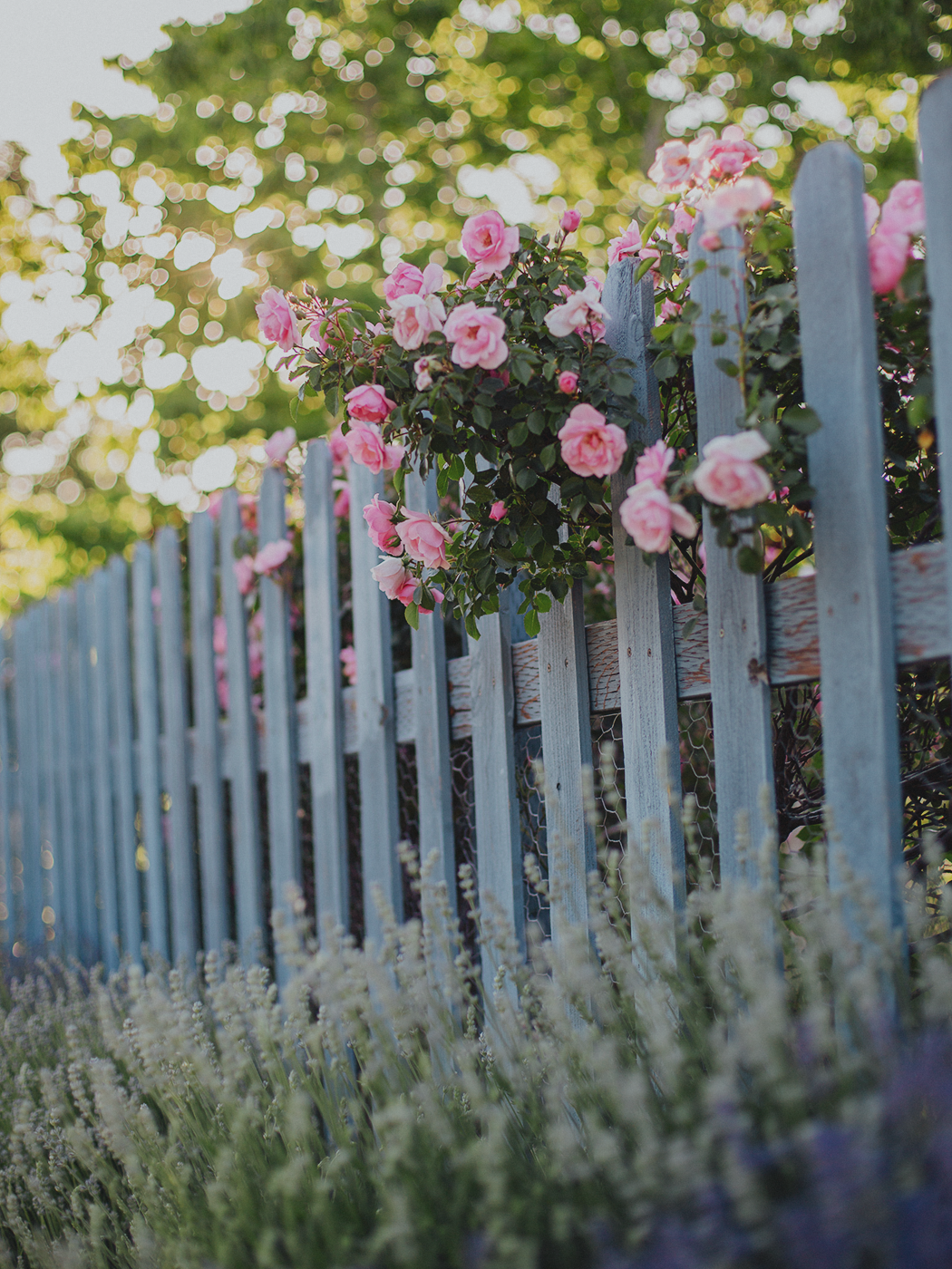 summer_roses_2Z7A9004.png