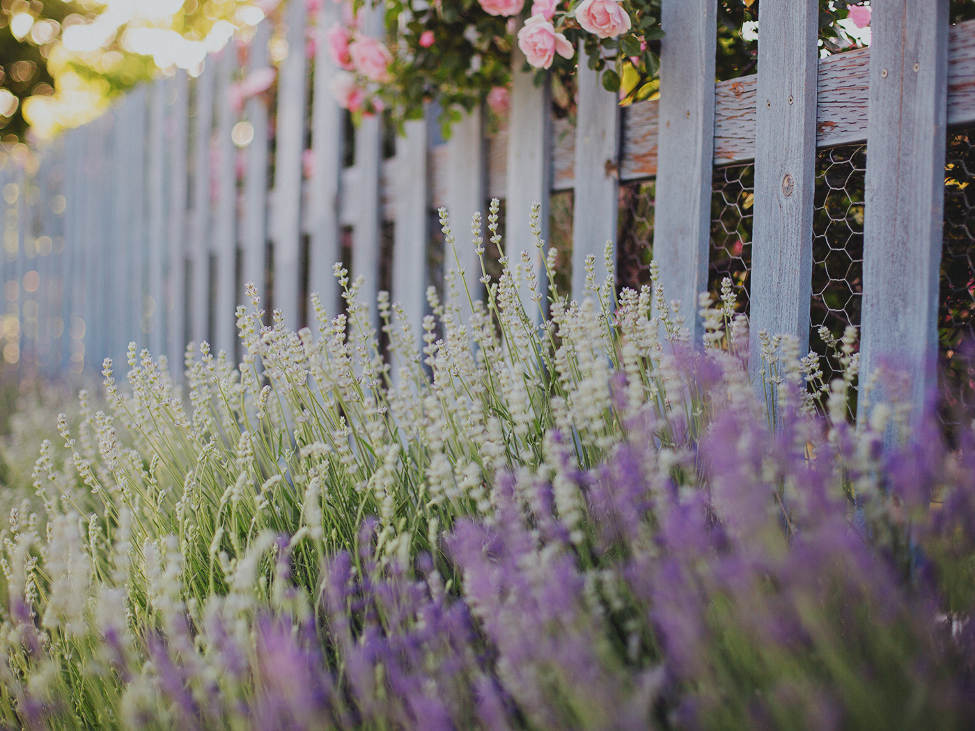 summer_roses_2Z7A9005.png