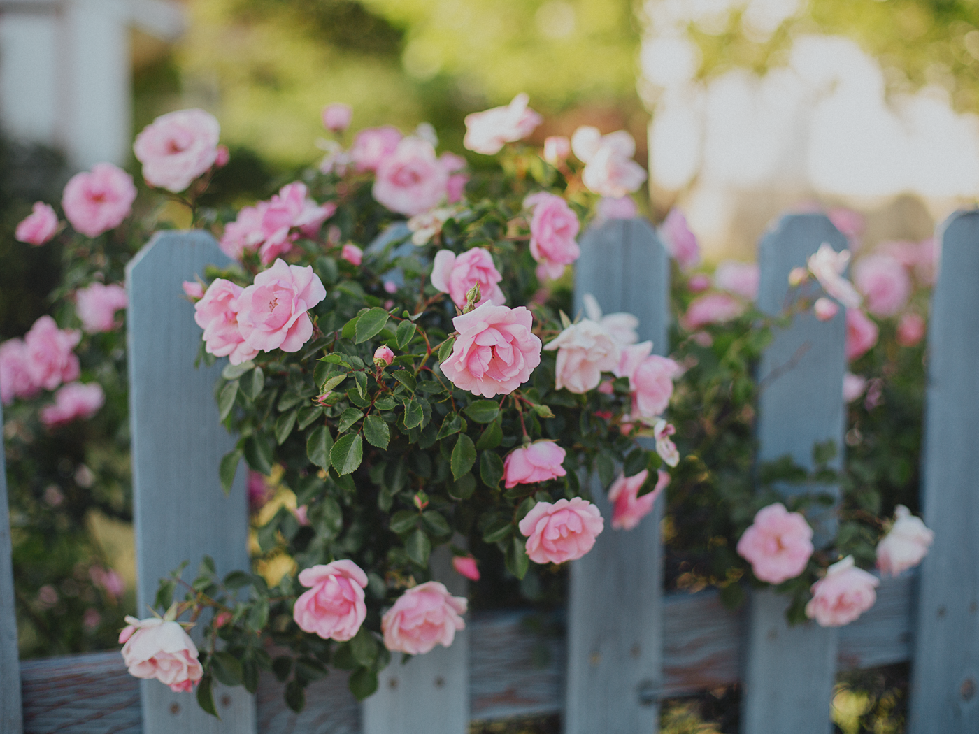 summer_roses_2Z7A9007.png