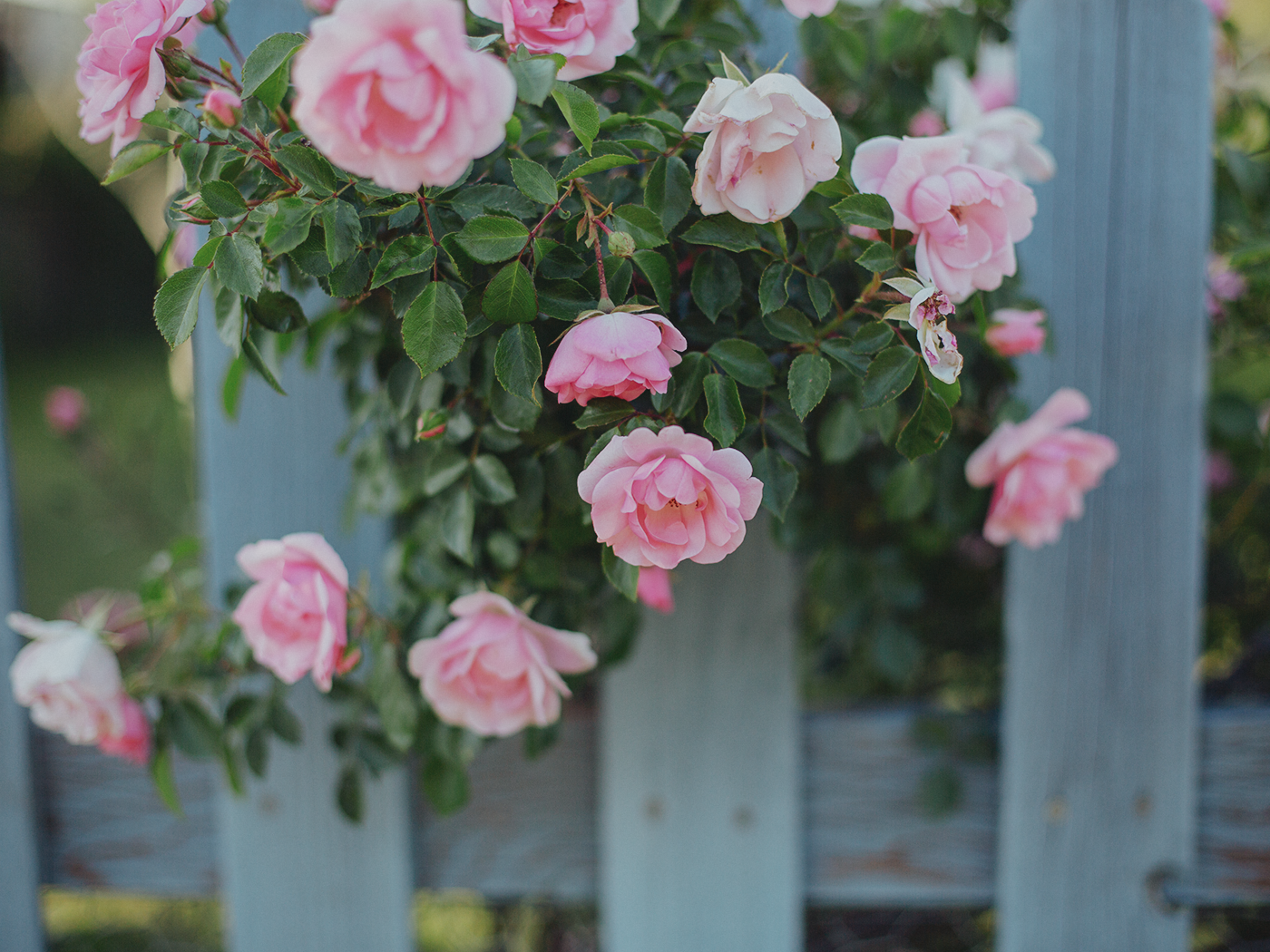 summer_roses_2Z7A9011.png