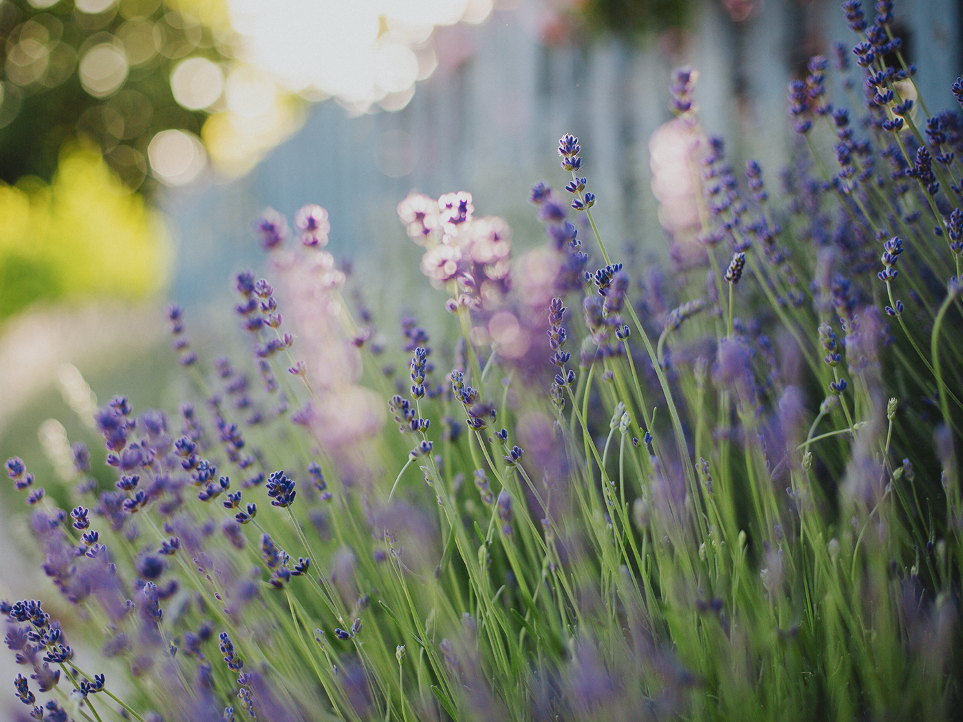 summer_roses_2Z7A9022.png