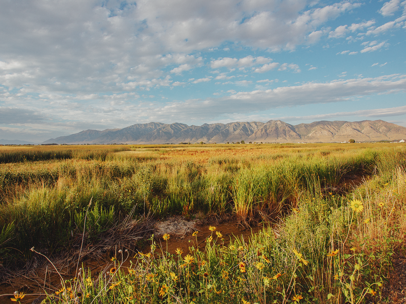 wild_sunflowers_02_2Z7A4746.png