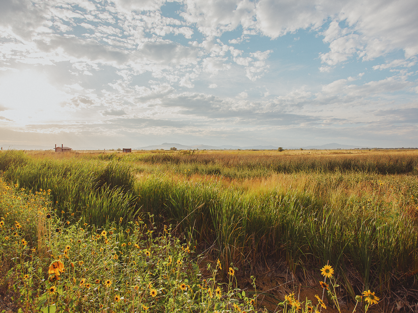 wild_sunflowers_02_2Z7A4749.png