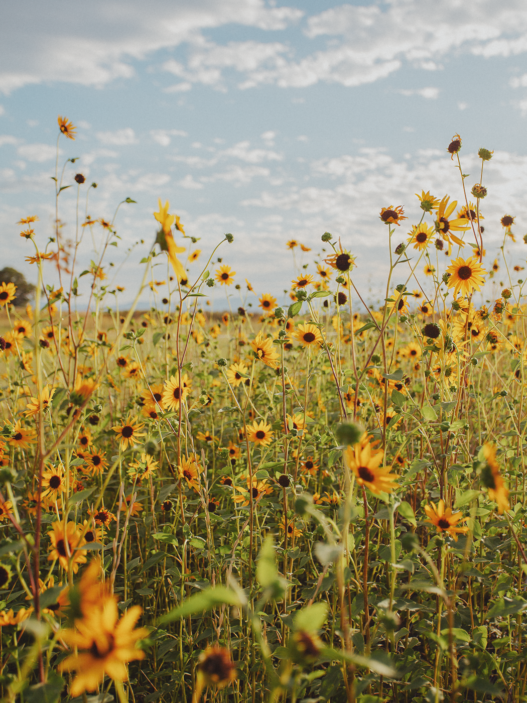 wild_sunflowers_02_2Z7A4754.png