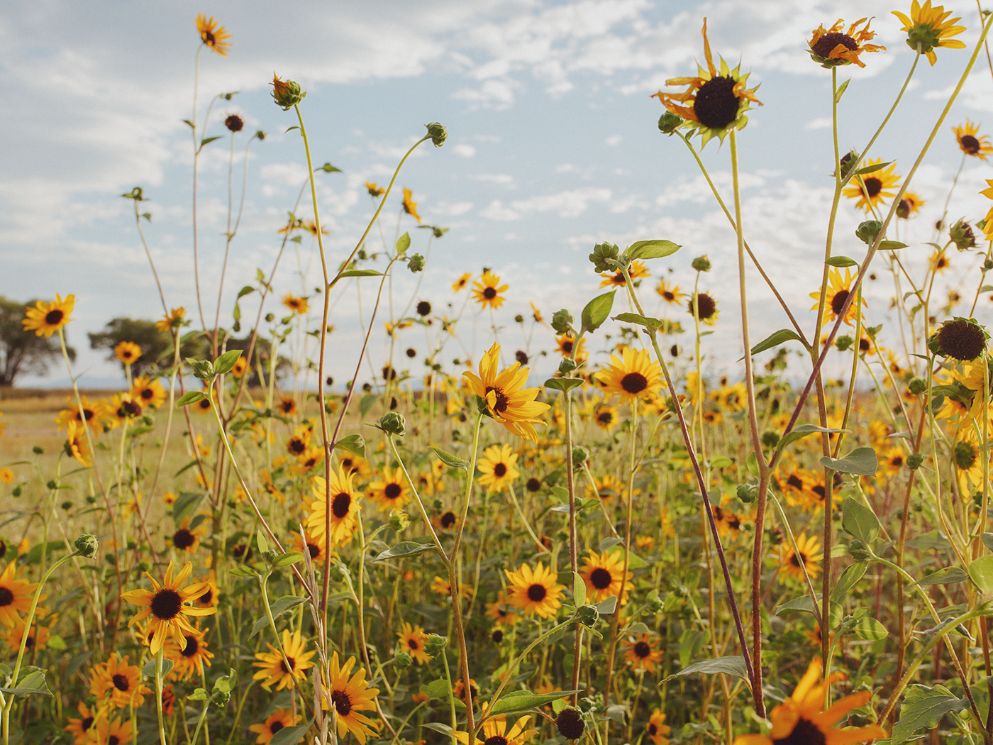 wild_sunflowers_02_2Z7A4766-2.png