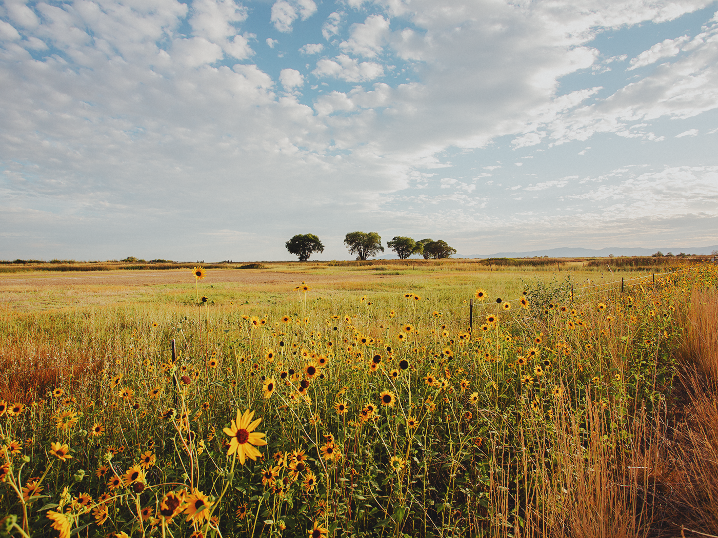 wild_sunflowers_02_2Z7A4782.png