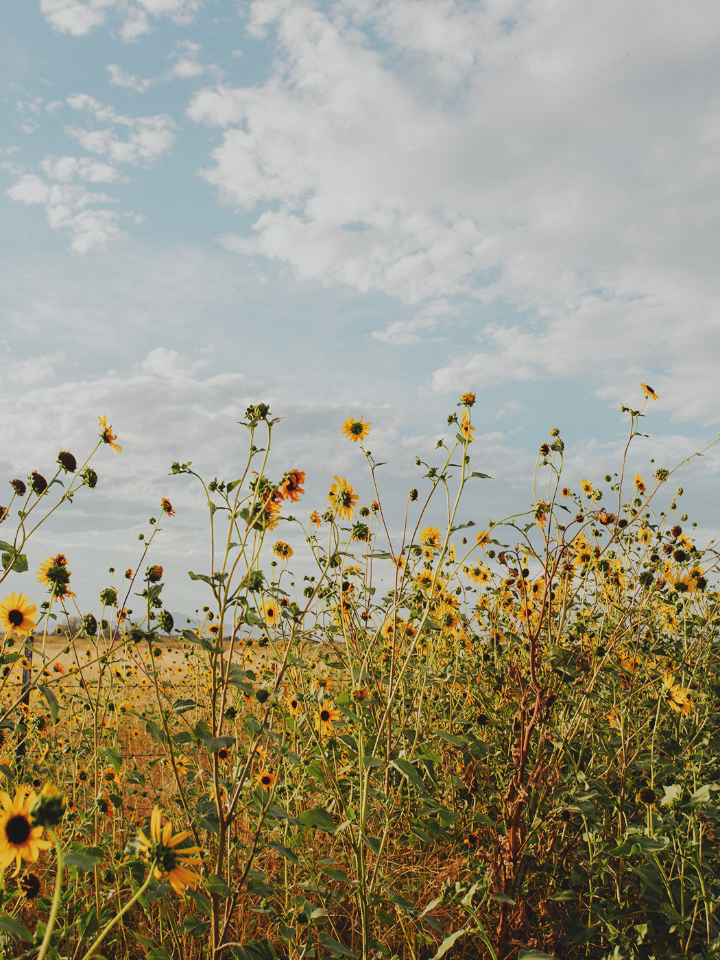 wild_sunflowers_02_2Z7A4804.png