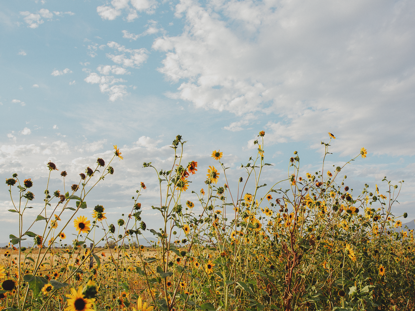 wild_sunflowers_02_2Z7A4806.png