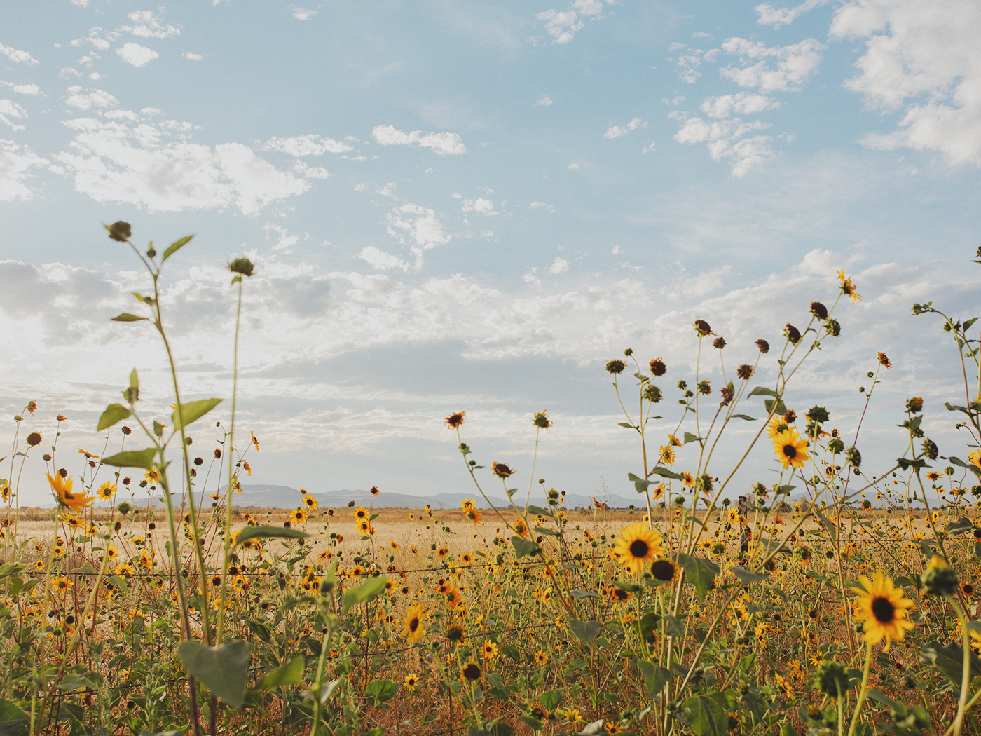 wild_sunflowers_02_2Z7A4809.png