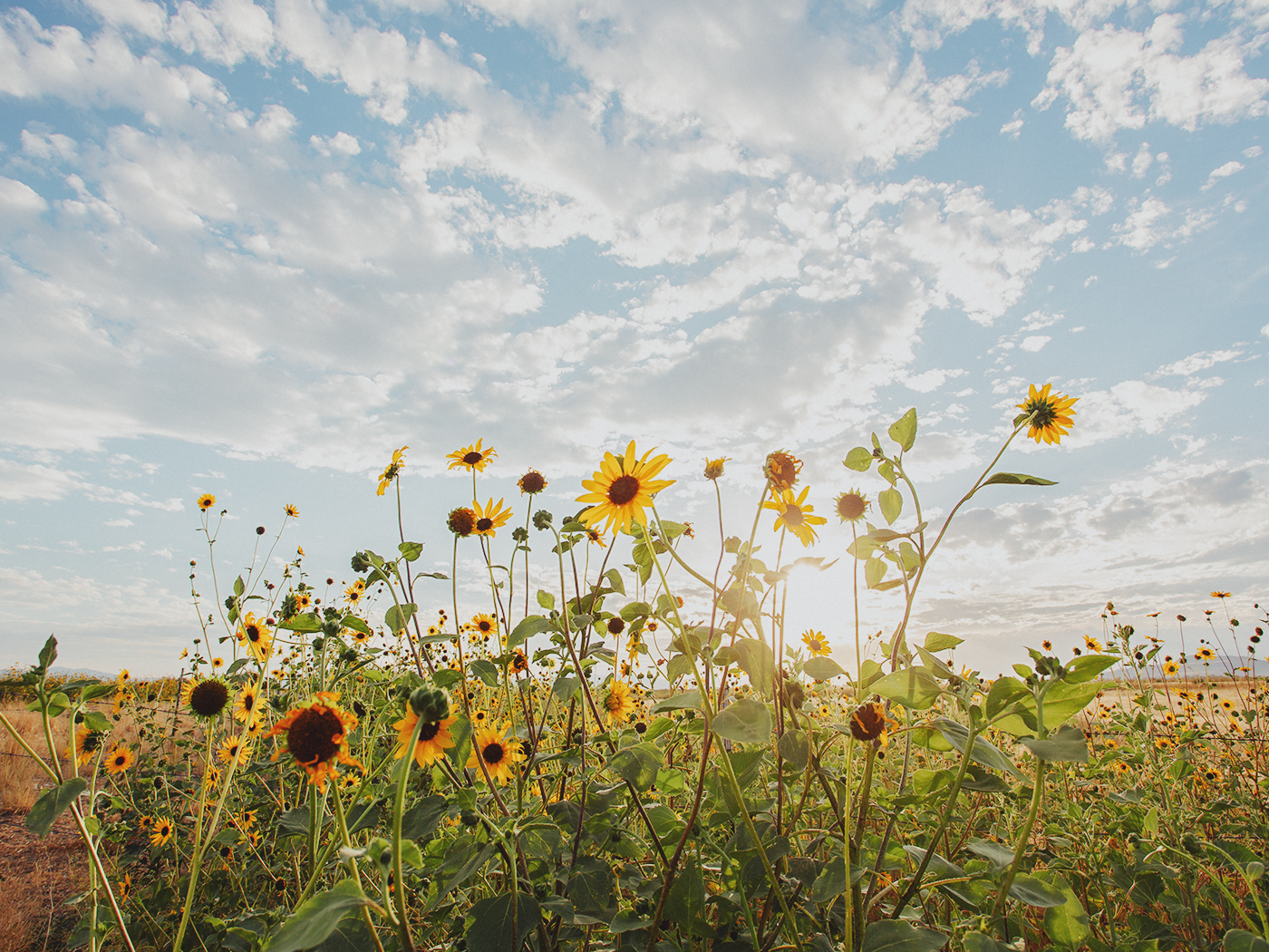 wild_sunflowers_02_2Z7A4811.png
