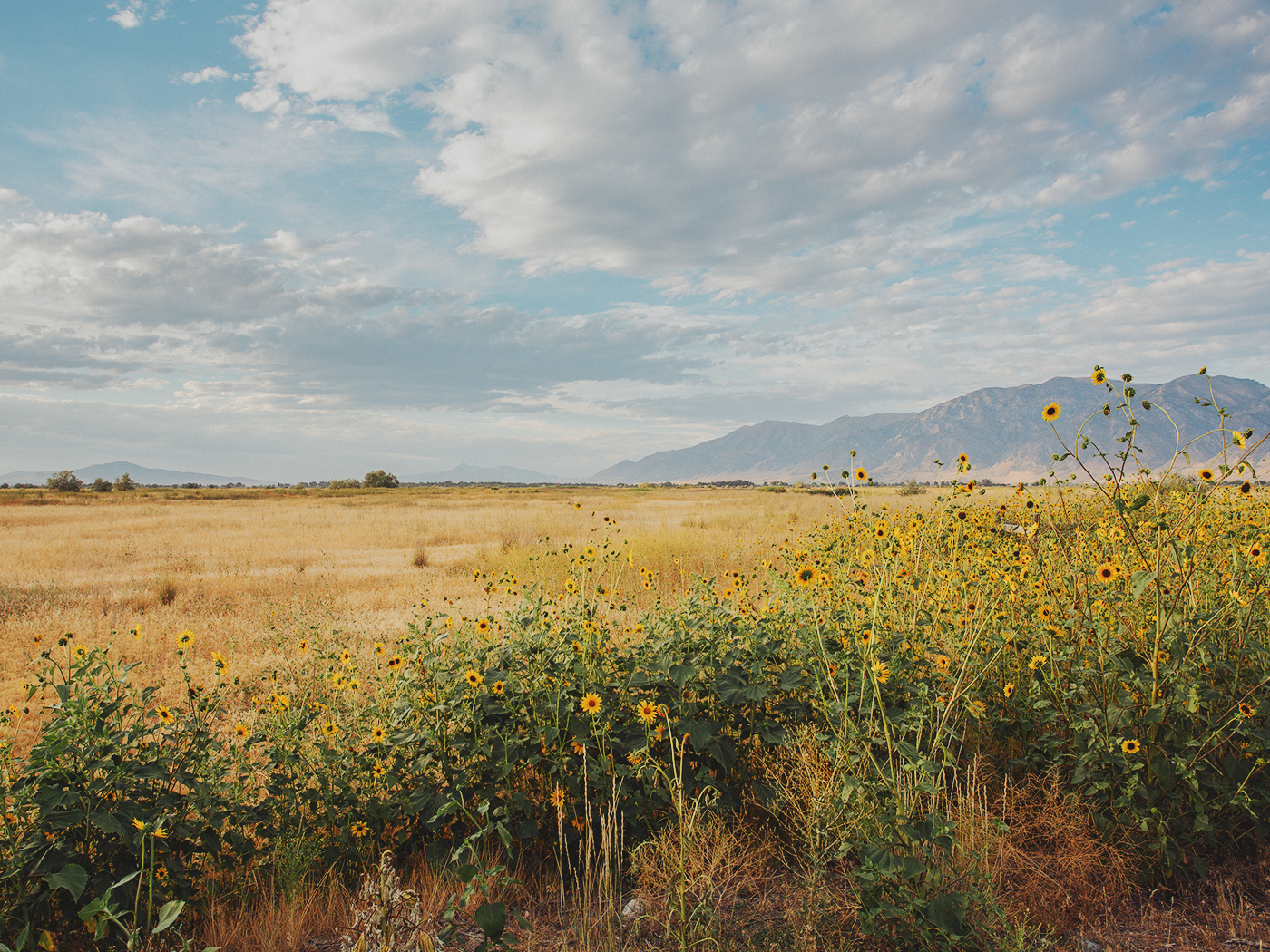 wild_sunflowers_02_2Z7A4832.png