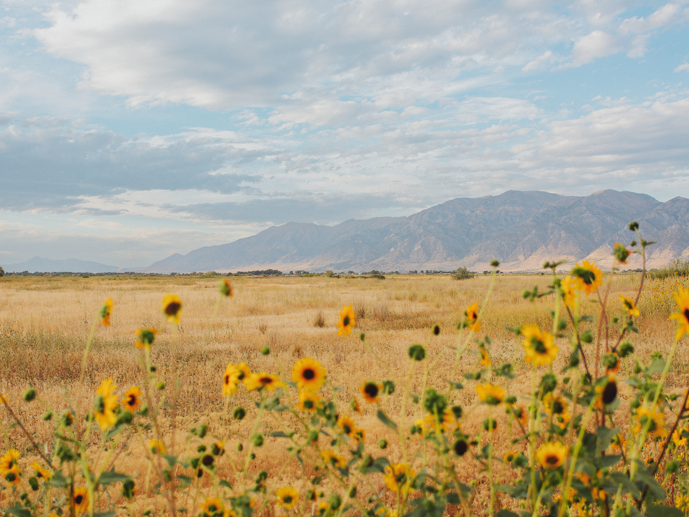wild_sunflowers_02_2Z7A4841.png