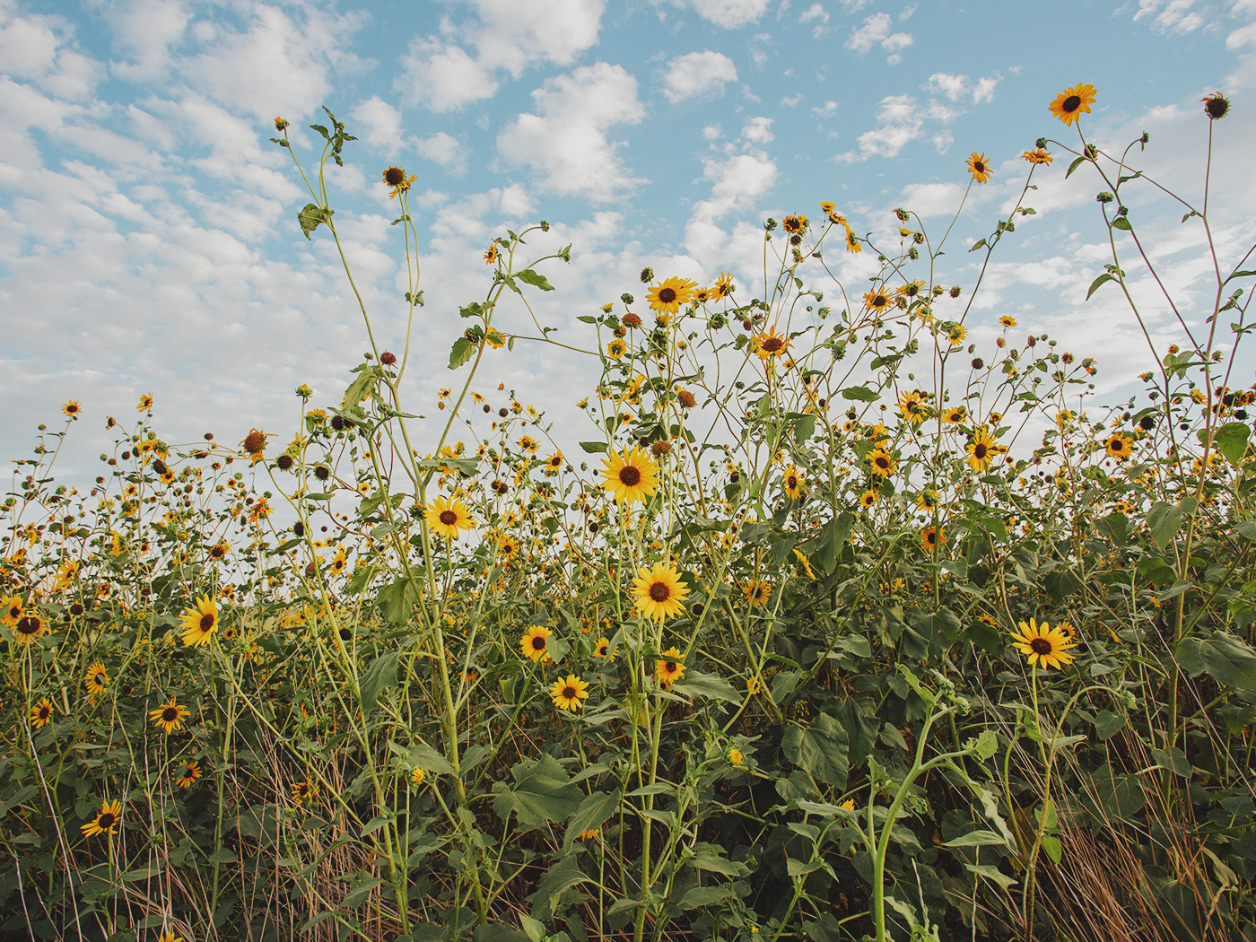 wild_sunflowers_02_2Z7A4848.png