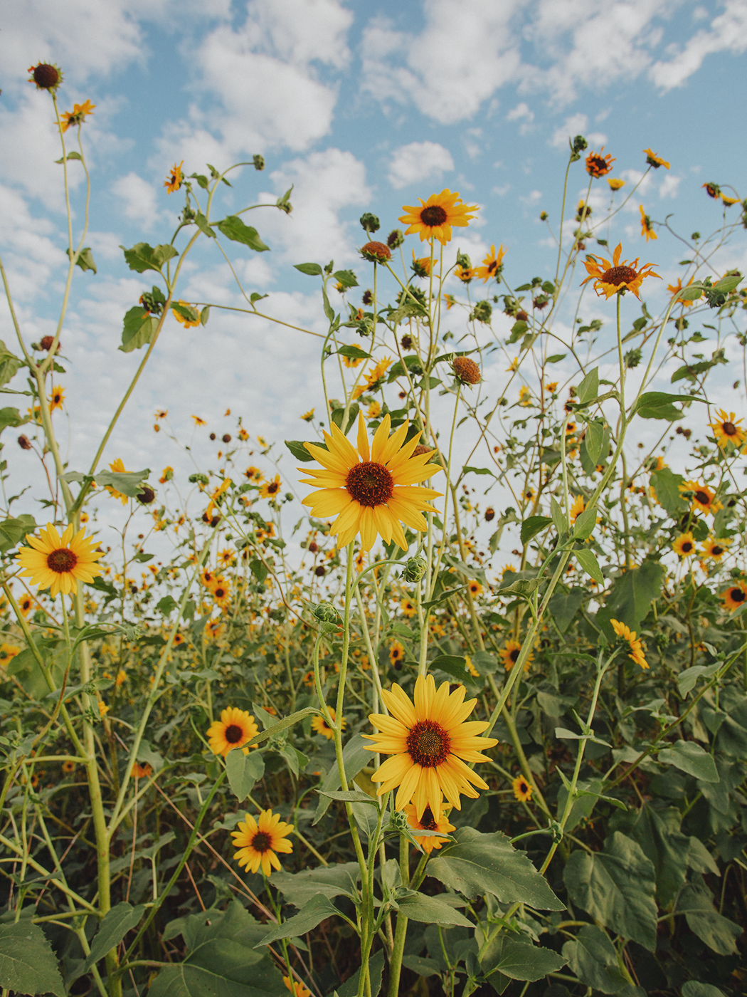 wild_sunflowers_02_2Z7A4850.png