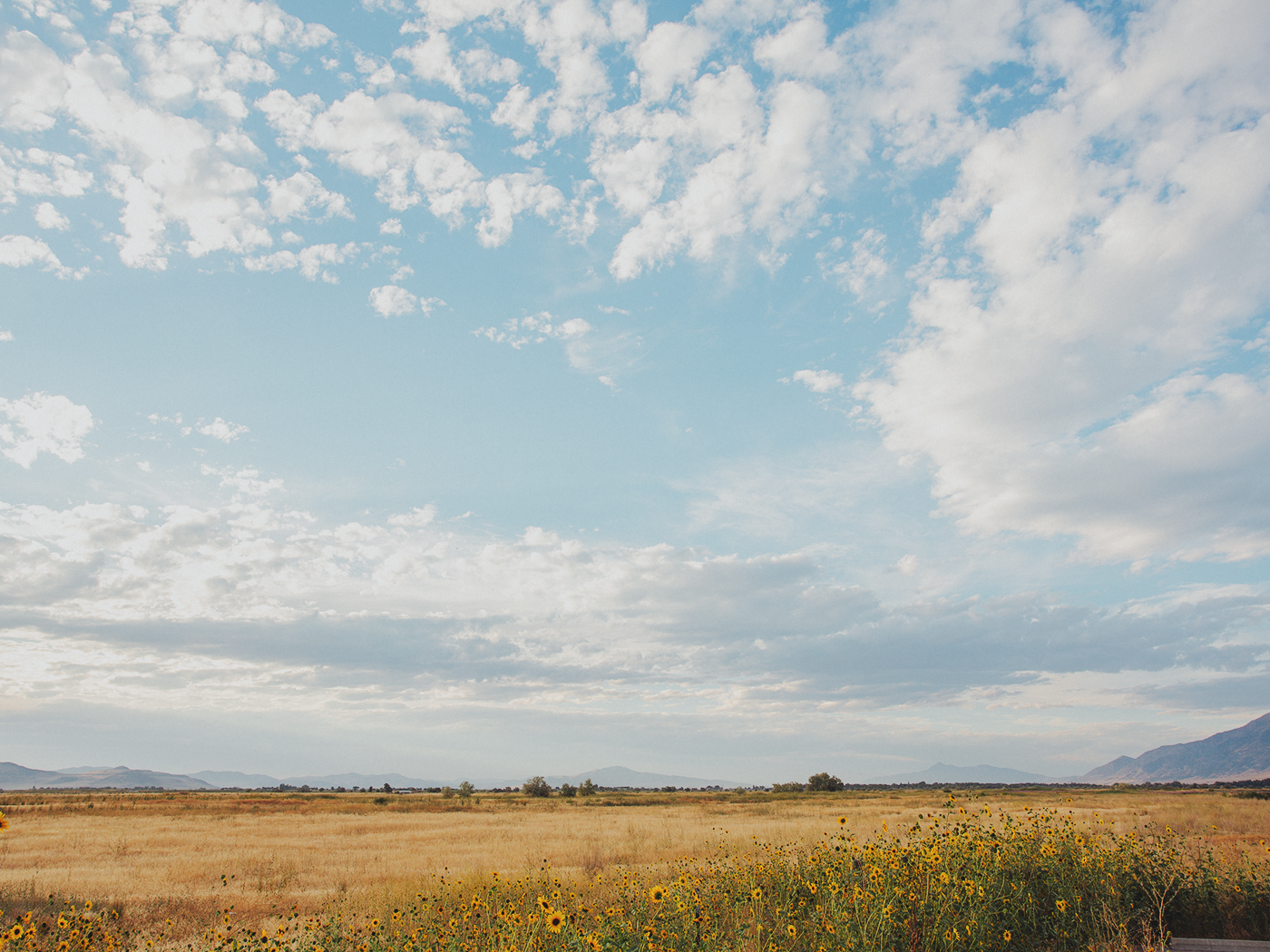 wild_sunflowers_02_2Z7A4858.png