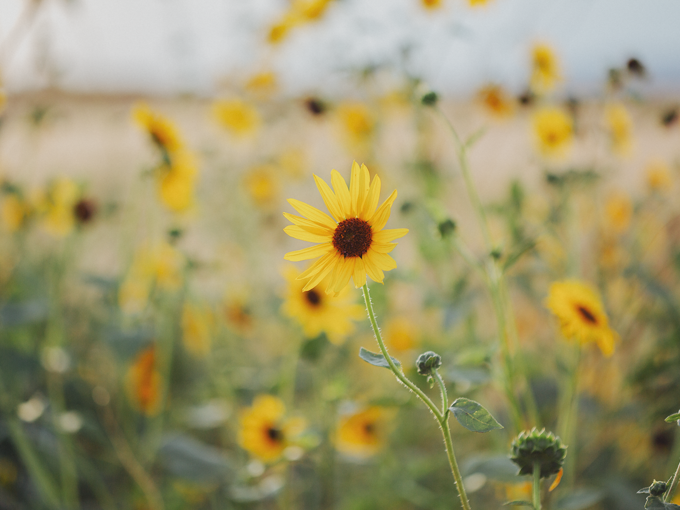 wild_sunflowers_02_2Z7A4870.png