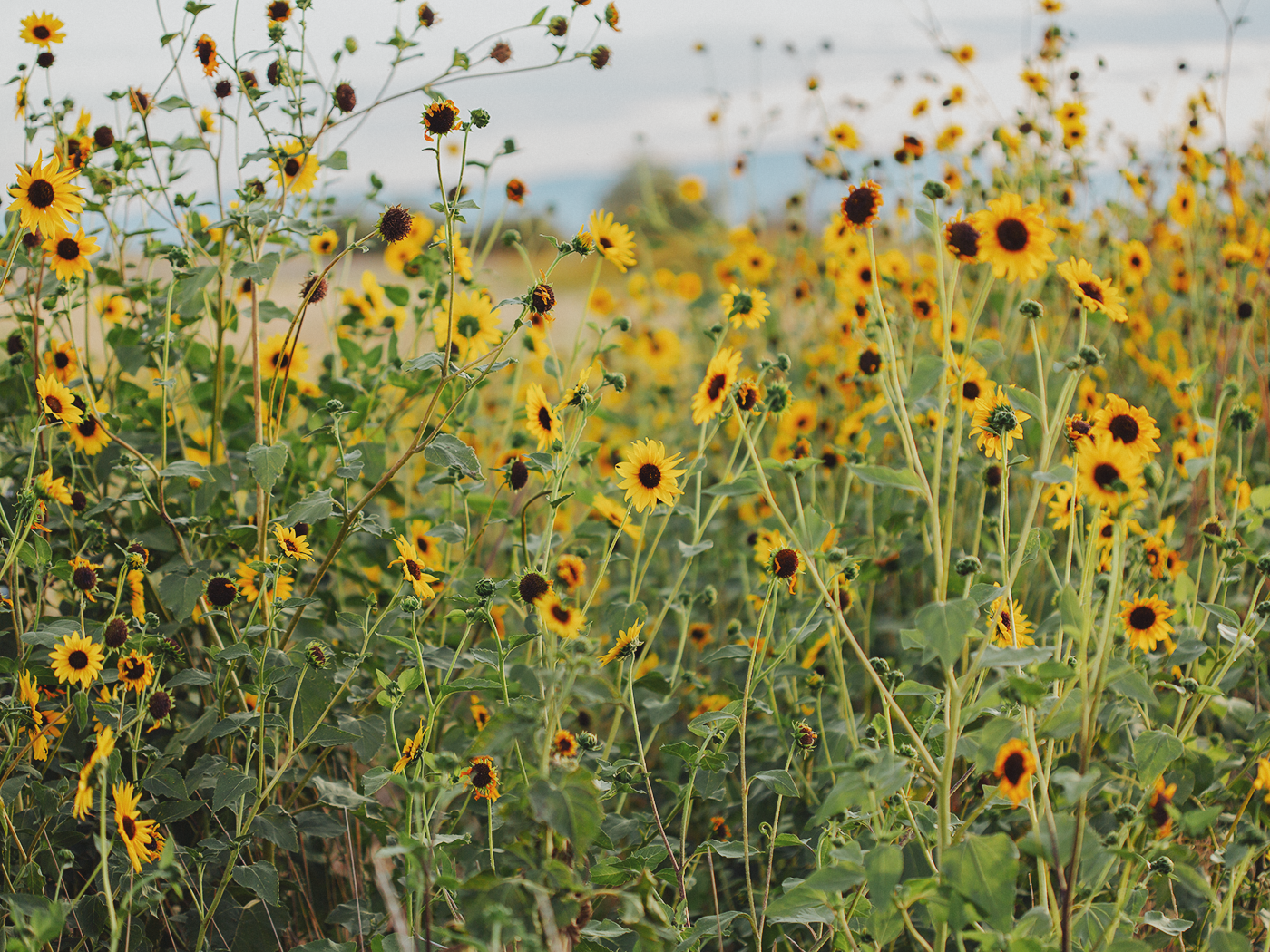 wild_sunflowers_02_2Z7A4882.png