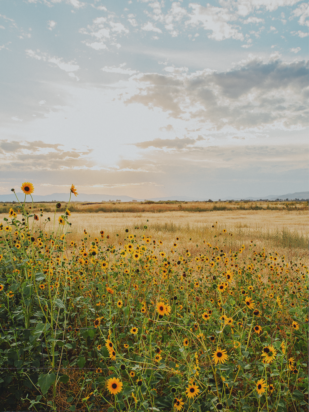 wild_sunflowers_02_2Z7A4898.png
