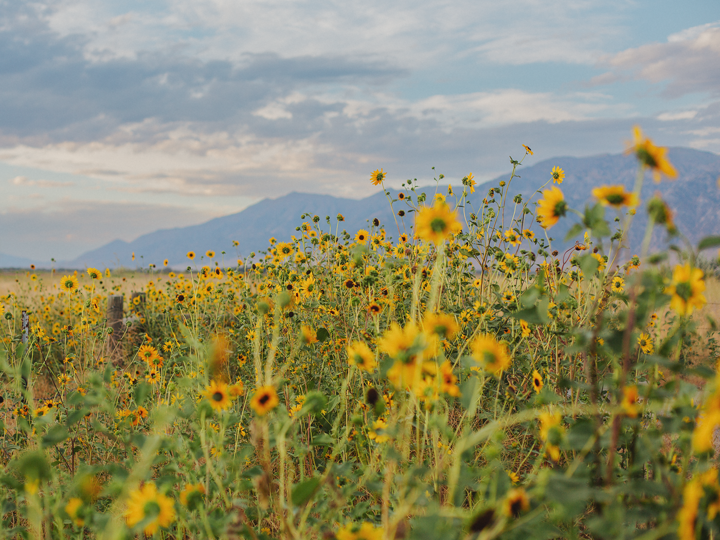 wild_sunflowers_02_2Z7A4938.png