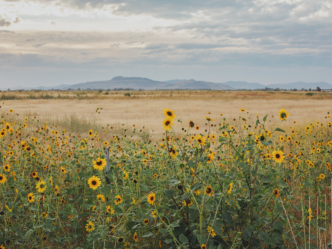 wild_sunflowers_02_2Z7A4918.png